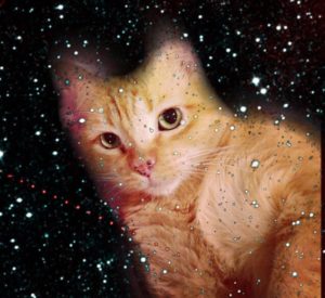 My cat, Zuri